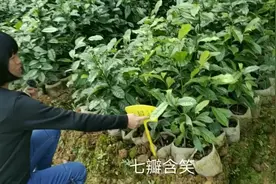 亚热带特有树种培育基地，这些珍贵树木你见过超过3种以上就专家视频封面