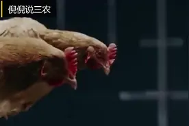 农村常说的“十年鸡冠胜砒霜”，是真是假呢？鸡冠子吃了真有毒吗视频封面