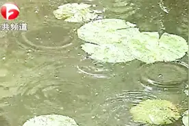 官宣：安徽已正式入梅！两轮强降雨正在路上！视频封面