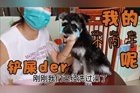 雪纳瑞的小毛驴造型，你给打几分？今天又省了80元，可以买小肉干视频封面