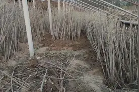 不用来参观我们这边香椿大棚种植，我会发如何种植的视频，干货视频封面