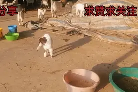 小羊羔嗷嗷叫，早上带着去看兽医看看咋回事