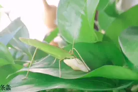 十种冷门鸣虫叫声集锦