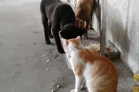 狗和猫为什么不打架