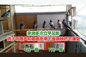 鸽子呼噜声和咯咯声怎么办，以下两种平价药同用，亲测多次有效！视频封面