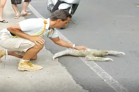自然界的一朵奇葩：树懒，爬得比乌龟慢，即使面对危险都懒得逃跑视频封面