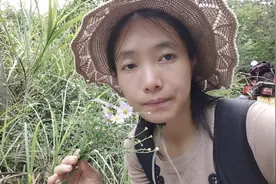 大山里的路边很多野生的路边菊，田间小道，却寻不到它的足迹视频封面