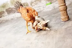 猫咪挑衅大公鸡，公鸡瞬间发疯！公鸡:不发威你当我是病鸡啊！视频封面