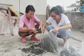 芝麻叶比芝麻都值钱，一锅芝麻叶能晒三斤，这样储存吃一年不会坏