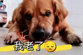 当大金毛偶遇小金毛后一对比，小茯苓笑自己是老大哥了，很无奈