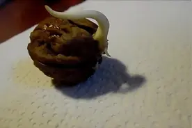 教你种植核桃视频封面