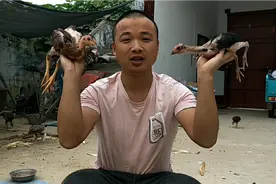 阿轩养殖斗鸡，小伙拿了两只宠物小斗鸡，你能分辨出是公还是母吗视频封面