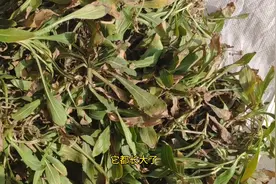 藏红花幼苗做成蒸菜，也具有功效，是不是真的？视频封面