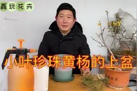 小叶珍珠黄杨下山桩不好成活？这样栽种，新手也能养好下山桩视频封面