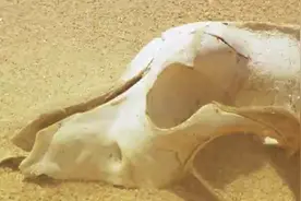 新丝路：【张录成诗画】题骆驼视频封面