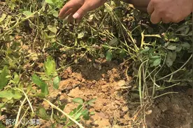 麻烦了，花生拔不起来了，大家有什么好的方法告诉我的！
