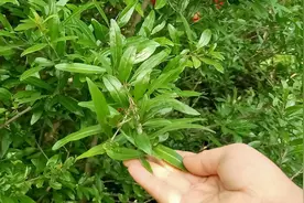 农村石榴叶泡水喝，原来对人还有这好处，值得收藏视频封面