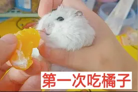 仓鼠饭后水果：第一次吃橘子，酸酸甜甜的味道，它们会喜欢吃