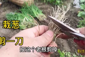 种葱之前剪一刀，这样种出来的葱缓苗快，成活率高，值得收藏视频封面
