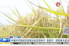 农业生产的新革命！中国成功克隆杂交稻种子，袁隆平：有重大意义视频封面
