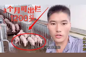 2160000元猪苗，三个月可出栏，平均270斤！太厉害了！视频封面