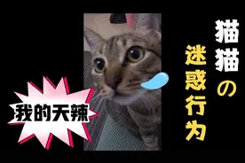 铲屎的在干什么见不得人的事