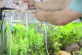 鱼缸水分蒸发快，自制“自动补水瓶”，假期出门7天都不怕视频封面