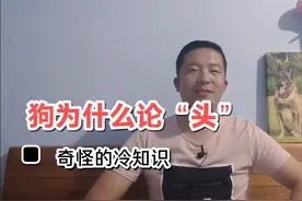 奇怪的冷知识-我为什么称呼狗为“头”而不是“只”或者“条”