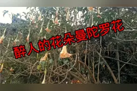 罪恶之花曼陀罗，古代迷香的用料。视频封面
