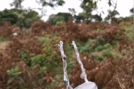 荔枝嫁接，二十天后发芽了，提前一周打顶促芽点饱满的，表现好视频封面