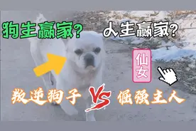 日常vlog:遛狗的时候斗智斗勇 逛超市的时候速战速决视频封面