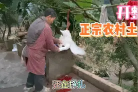 妈妈弄8斤的鹅来犒劳我们，记录农村杀鹅全过程，正宗柴火炖鹅肉视频封面