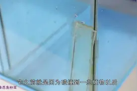 鱼缸破裂只会简单修补，还有更好的办法吗？分享一下大家学习视频封面