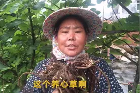 大姐自家后院种的植物养心草，全草可药用，口味清香还能作蔬菜吃