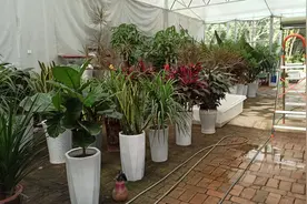 今天又去西安最大花卉市场秦岭花世界，30块钱买一盆米兰，真划算视频封面