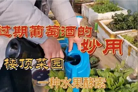 楼顶种菜处处有肥料，过期的葡萄酒直接拿来用，只需要加点水视频封面