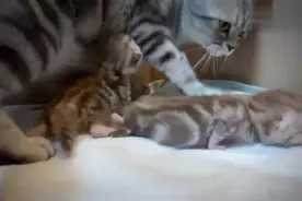 小奶猫突然醒来，猫妈妈立马过来，拦到怀里哄睡觉