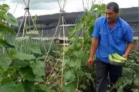 梅姐家黄瓜吃不完，奎哥把它腌成东北咸菜，这个方法你知道吗视频封面