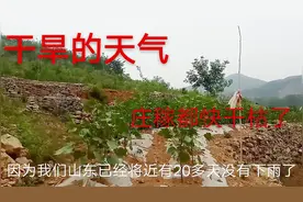 最近南方多地都在下暴雨，而北方多地却滴雨未下，庄稼都干枯了视频封面