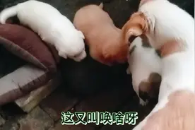 小奶狗刚吃完奶还是嗷嗷的叫，大概是它们长大了，奶不够吃了吧。