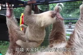 主人给树懒洗澡，树懒抱着毛绒玩具死不撒手，镜头拍下搞笑一幕视频封面