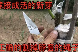 嫁接成活的文玩核桃，新芽长到十几公分，怎样除去脖套的绳子呢？视频封面