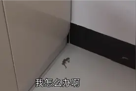 屋子里进了壁虎怎么办？宝妈一个人想打又不敢！视频封面