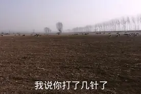 羊发烧什么针都不可能一针就好