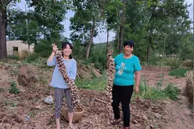 农村婆媳俩挖大蒜，排查家里谁是蒜王，漏掉一个太逗了视频封面