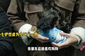 小七俨然成为小区网红一狗，小姐姐们争着抱它，混的比我好多了！视频封面