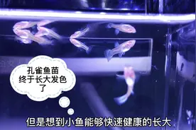 孔雀鱼幼崽怎样喂食，长得快免疫力高发色好，看看你会几种方法视频封面