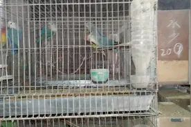 紫罗兰，绿金顶特色牡丹鹦鹉。视频封面