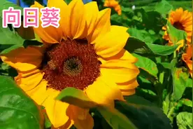 身边的草药（91），向日葵，从头到脚都是药