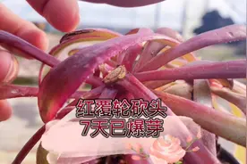 冬天法师生长速度惊人，砍头7天已爆满芽，你相信吗？视频封面